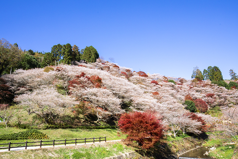 “โอบาระ ชิกิซากุระ” Shikizakura ซากุระพิเศษที่บานทั้งในฤดูใบไม้ผลิและใบไม้ร่วง