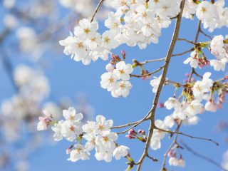 ฤดูใบไม้ผลิของญี่ปุ่น คือฤดูกาลแห่งดอกไม้ แนะนำจุดชมดอกไม้ในเมืองโตโยต้า ที่เหมาะจะไปในช่วงสงกรานต์