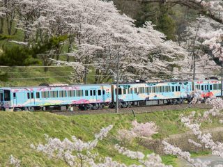 ญี่ปุ่นจัดทัวร์รถไฟสำหรับชมดอกซากุระ