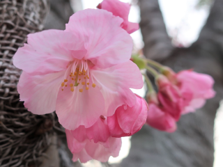 ‘Yoko Sakura’ – เมื่อสงครามพรากเธอจากไป .. ดอกไม้จะนำเธอกลับมา