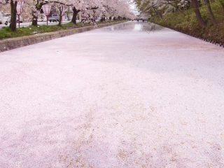 พรมดอกซากุระในสวนฮิโรซากิอันโด่งดัง